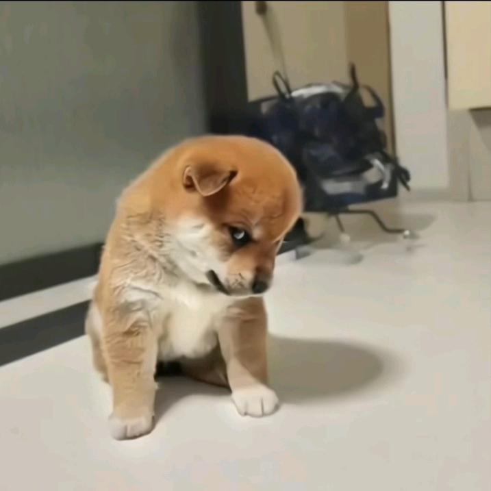 故事太长！！！🌻