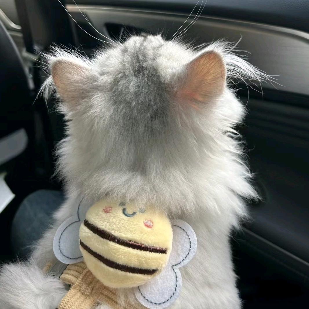 小猫不吃鱼🍊