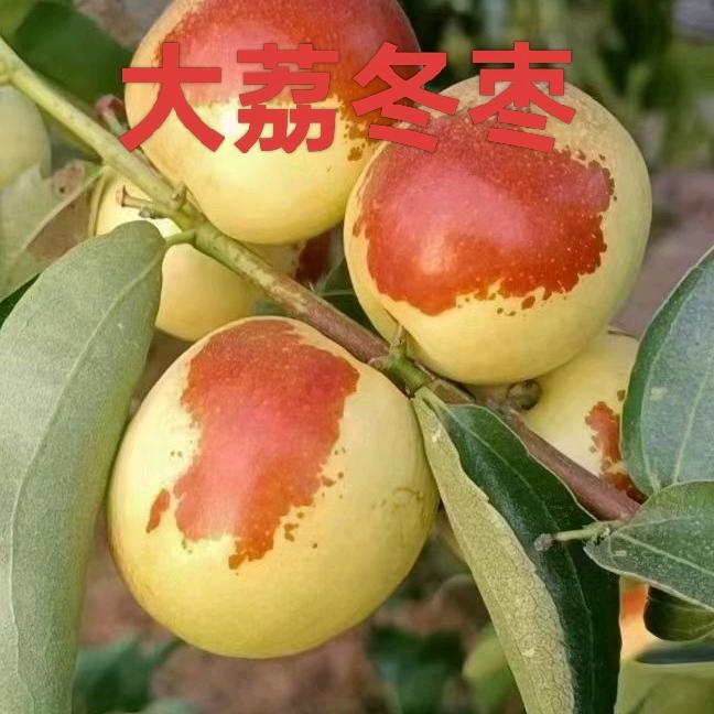 冬枣蕊蕊