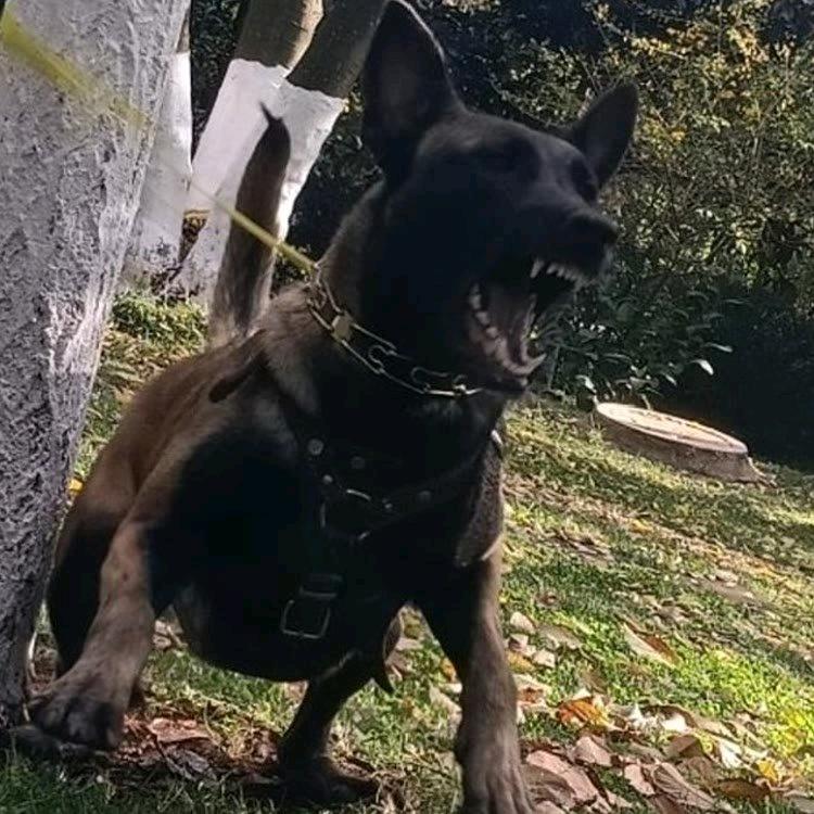 双血统护卫犬直播号