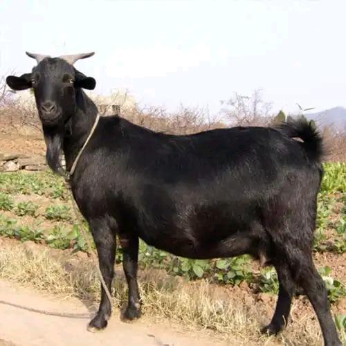 小练养殖农场