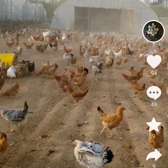 🐔会难得