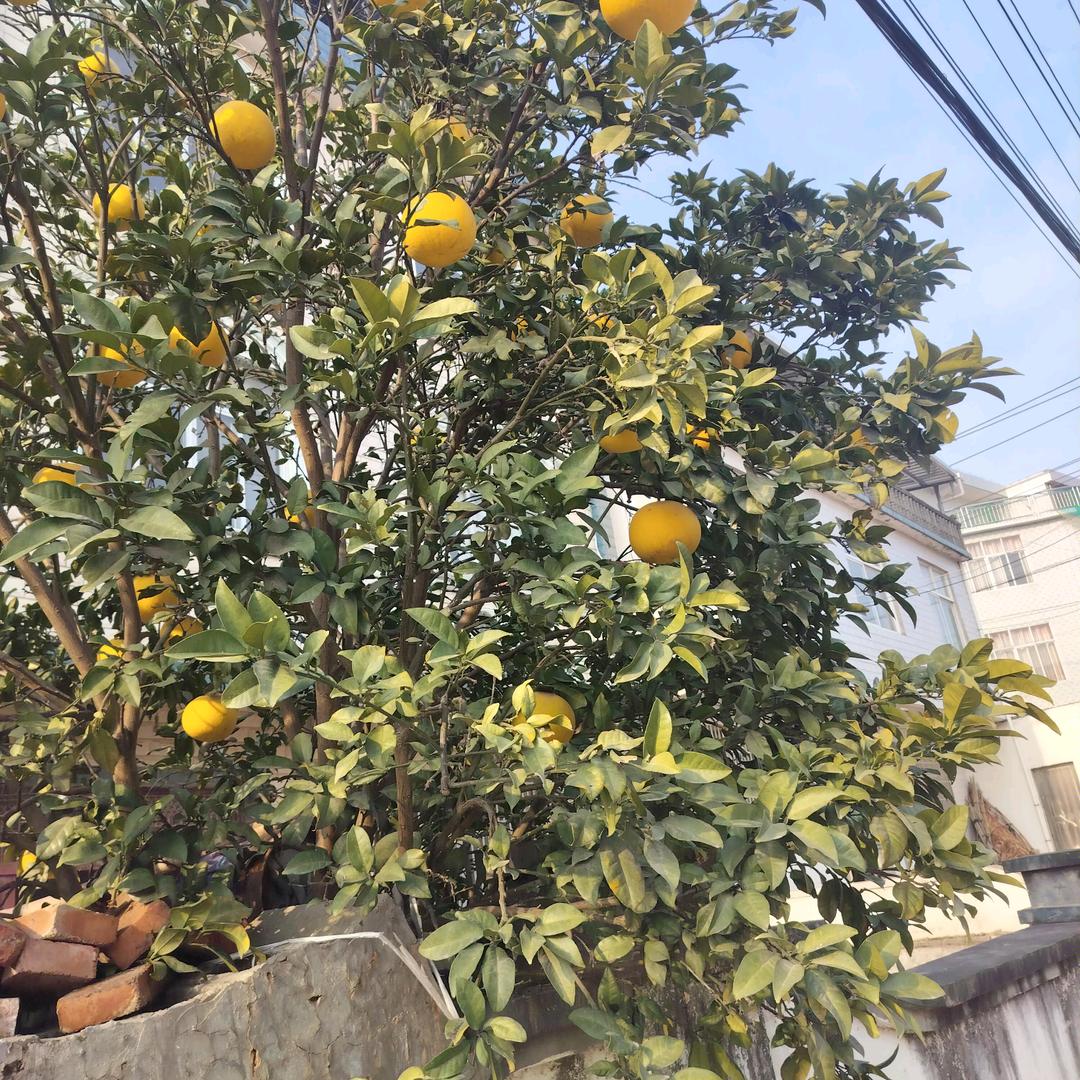夏姐