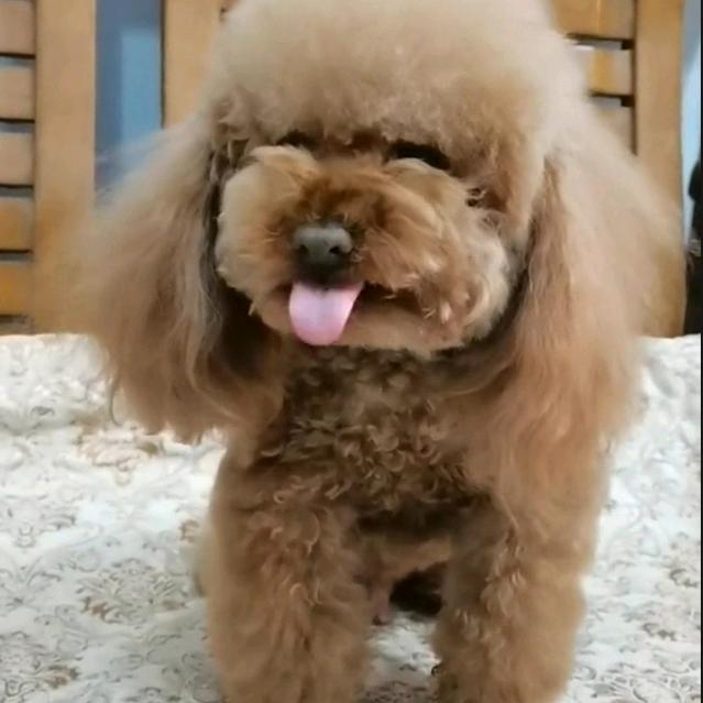 吉祥三宝泪痕净