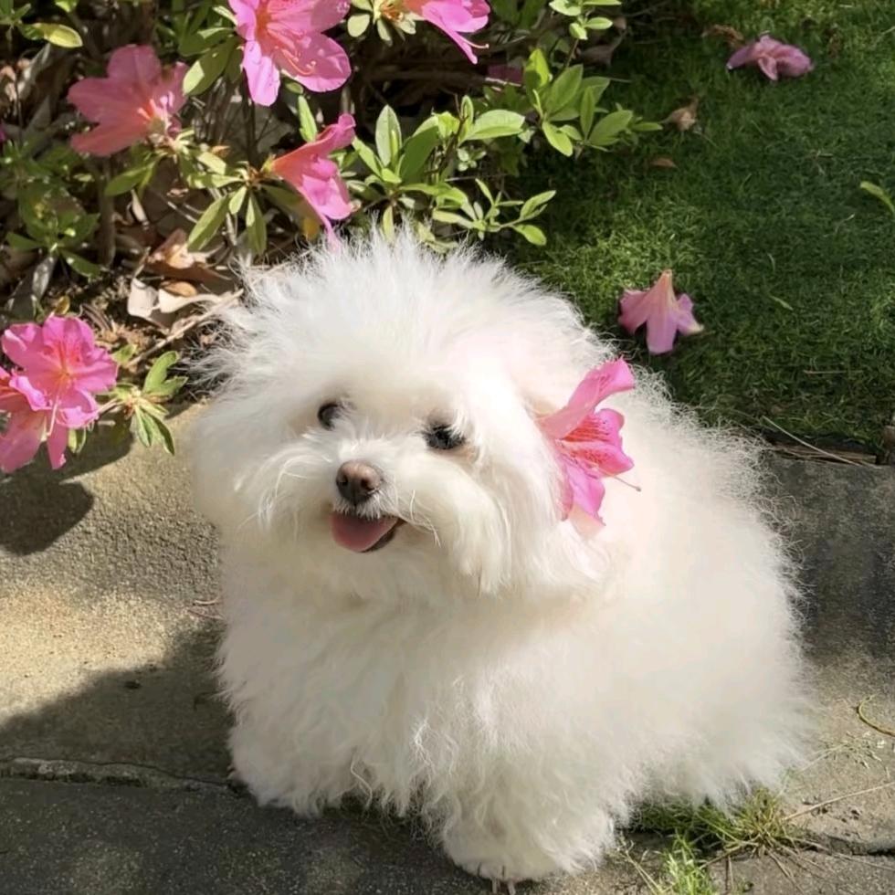 本草实记——通鼻油