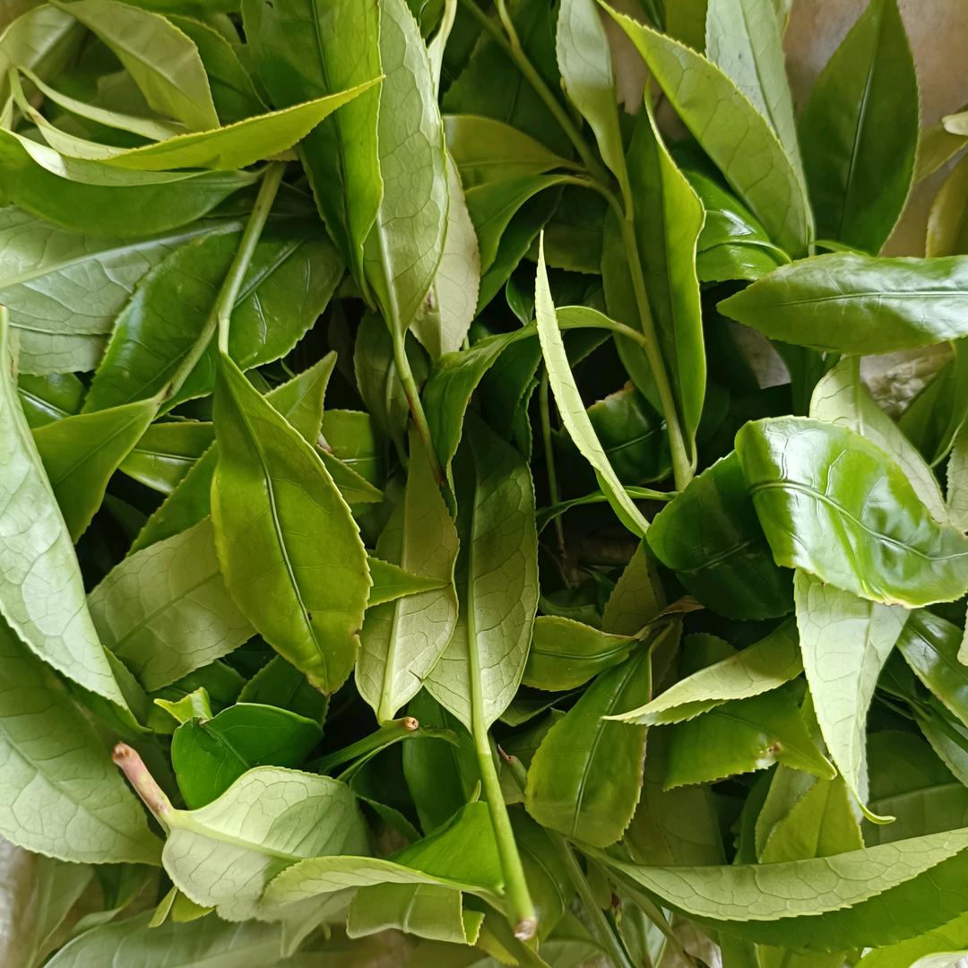 茶顽童