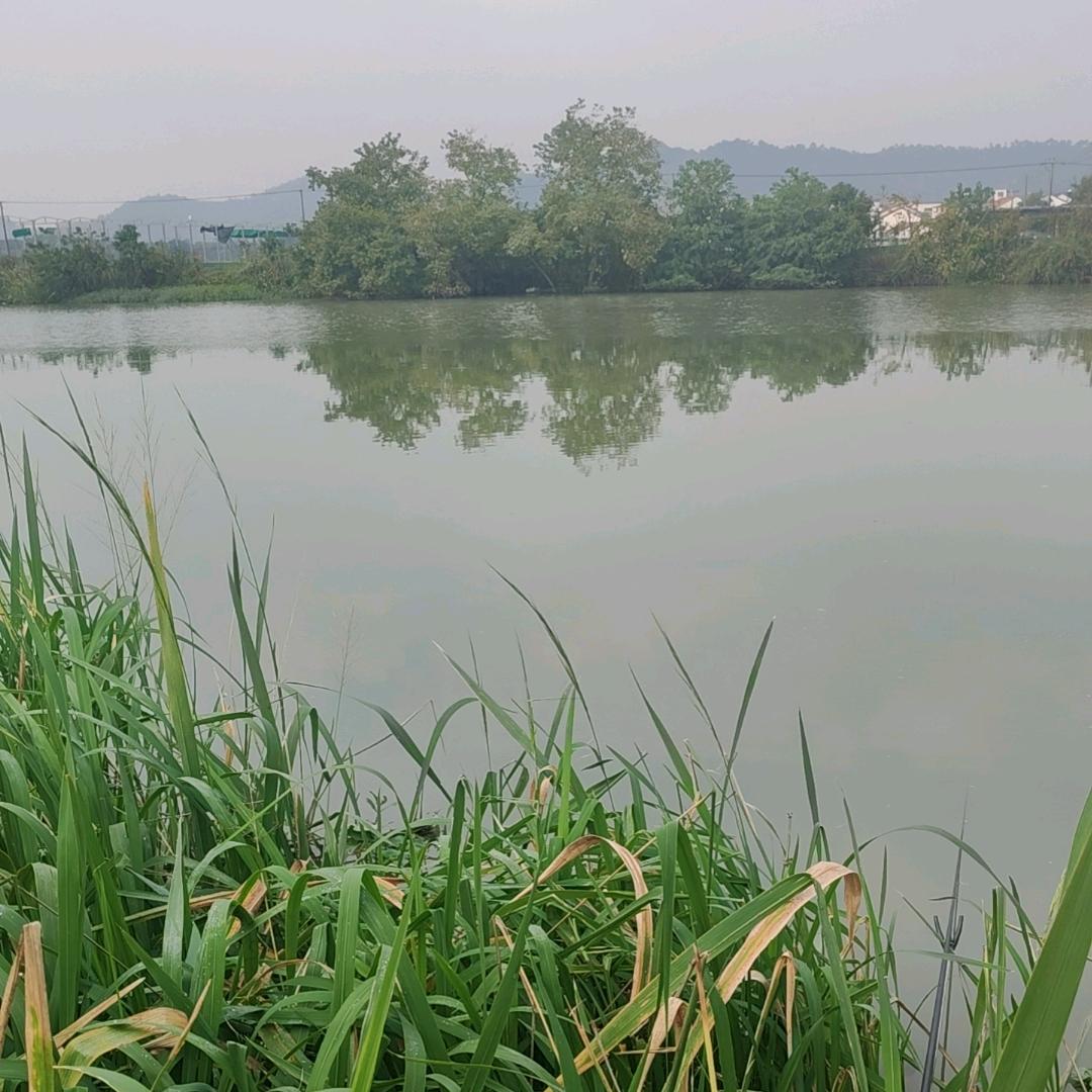 小杨哥