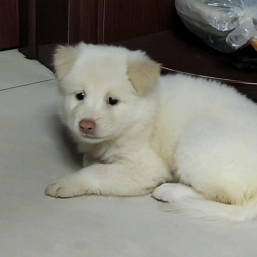 给傻“乐”赚狗粮版