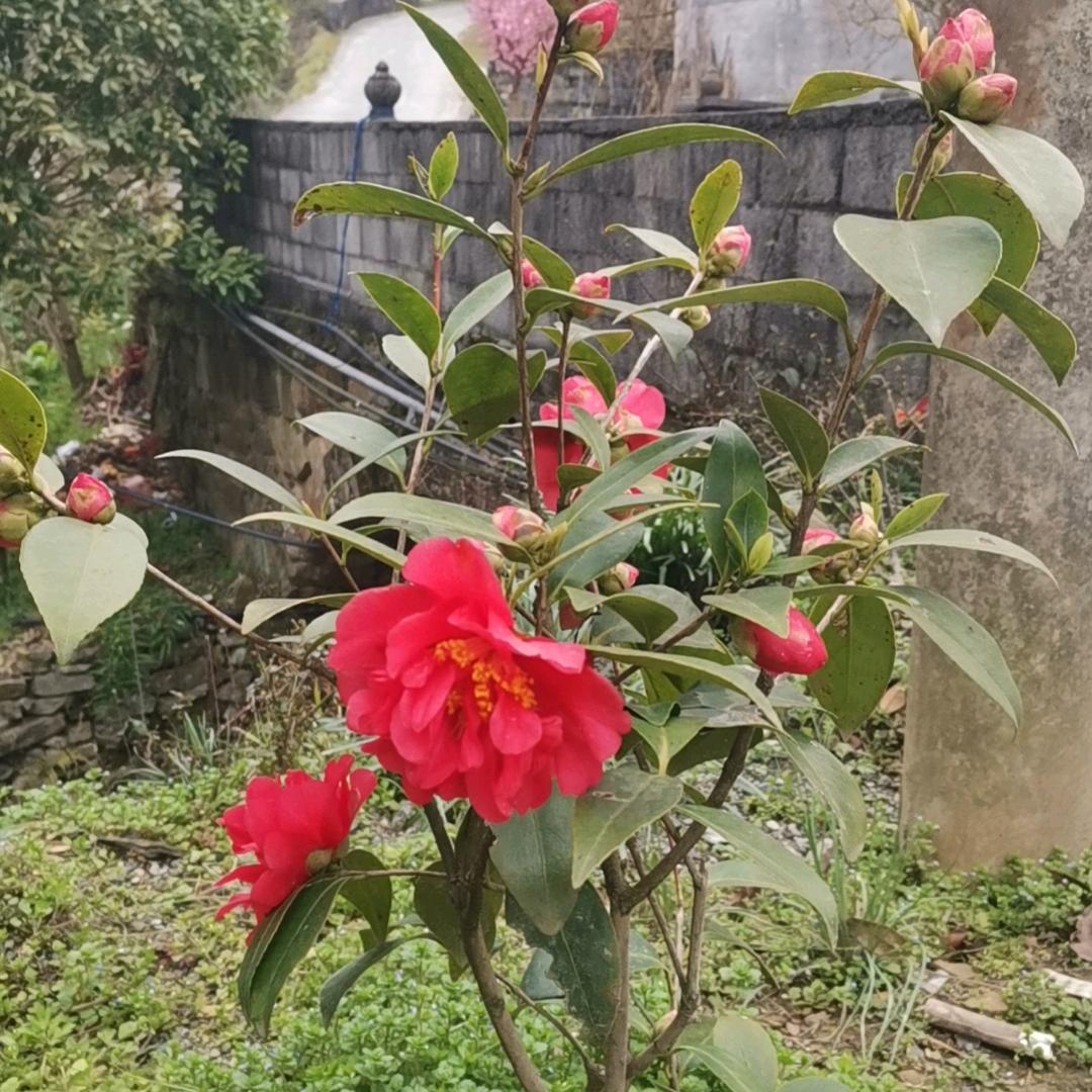 毒蜂