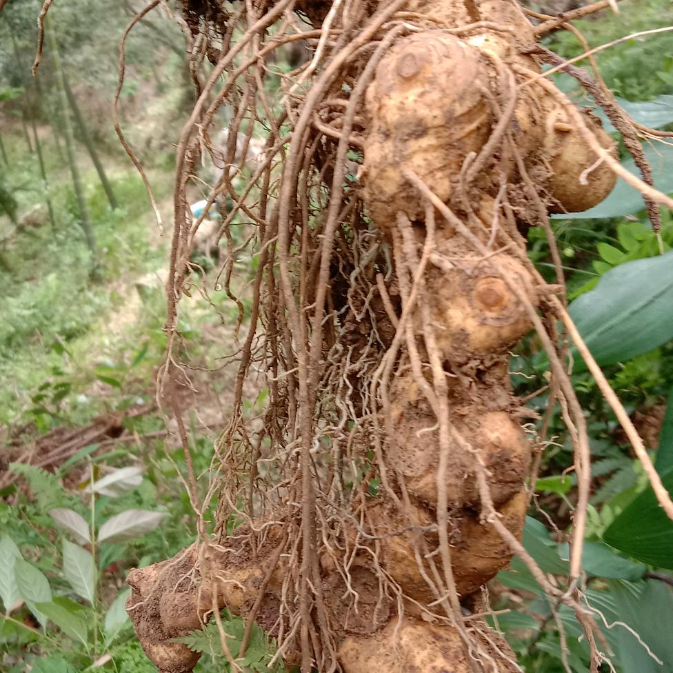 红豆杉