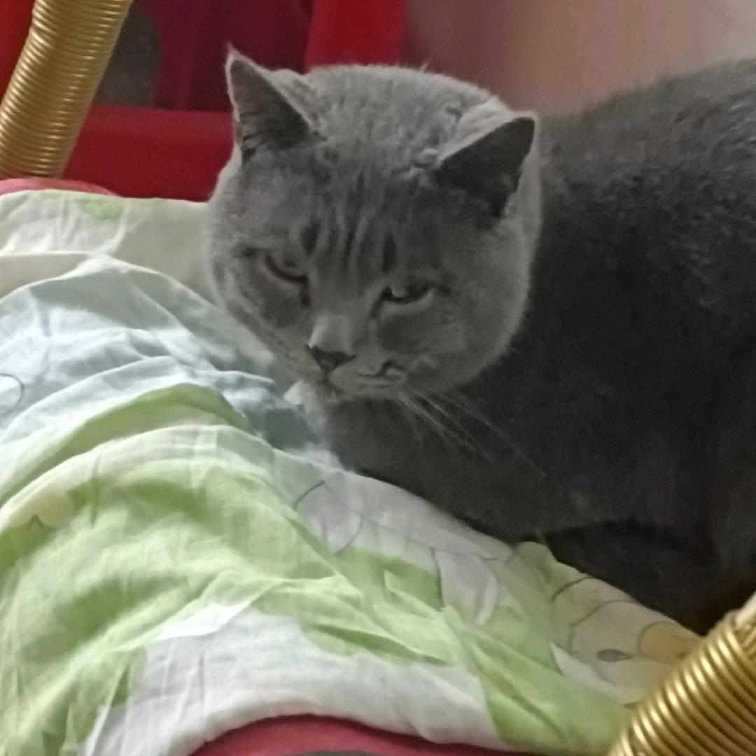 小野猫.