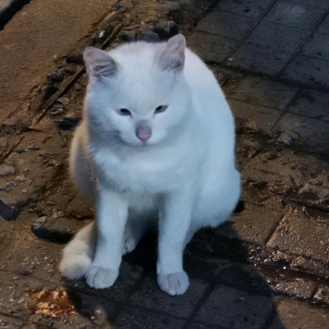 阿伯几的零花钱