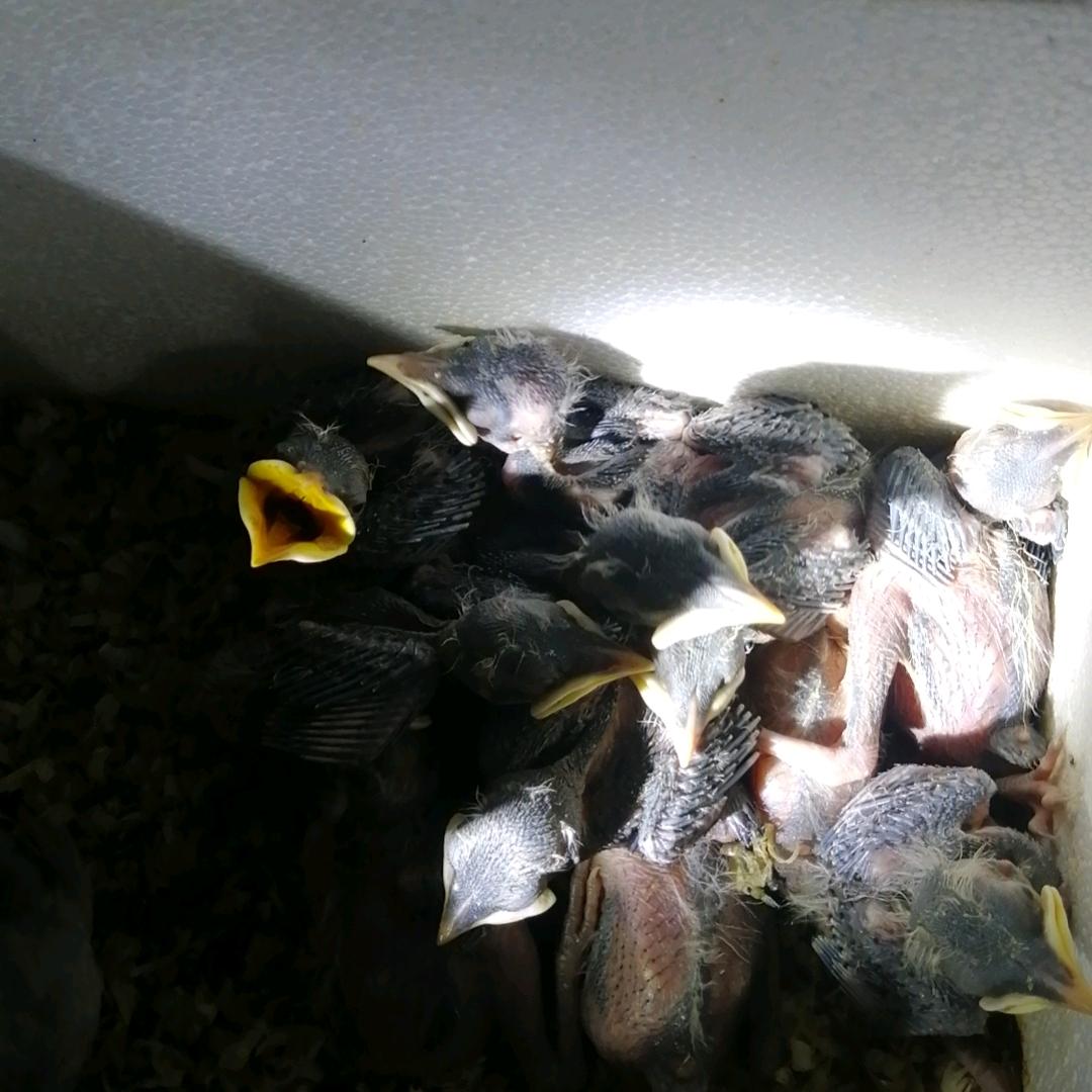 广东Ben仔八哥爱好者