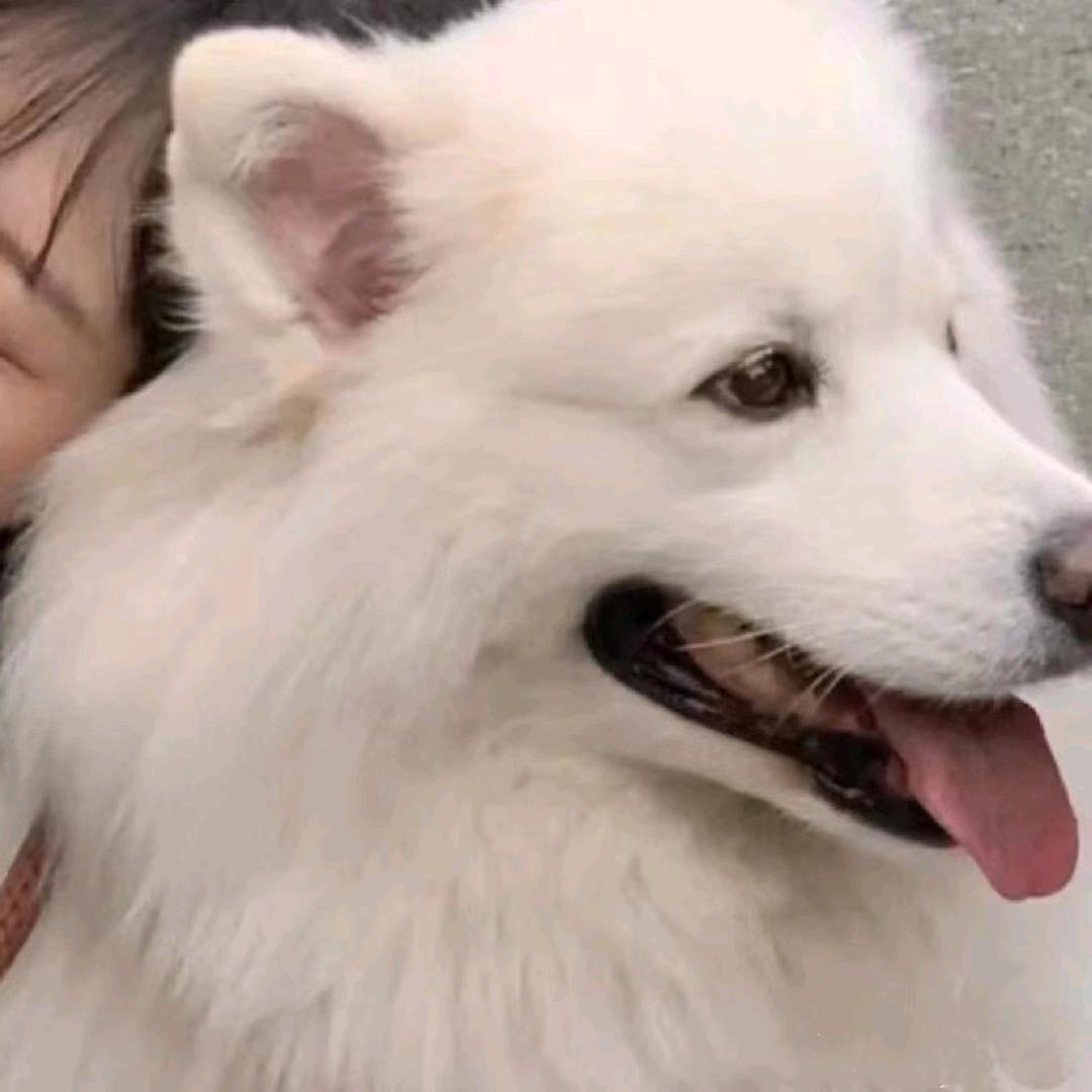 小杨没烦恼咯