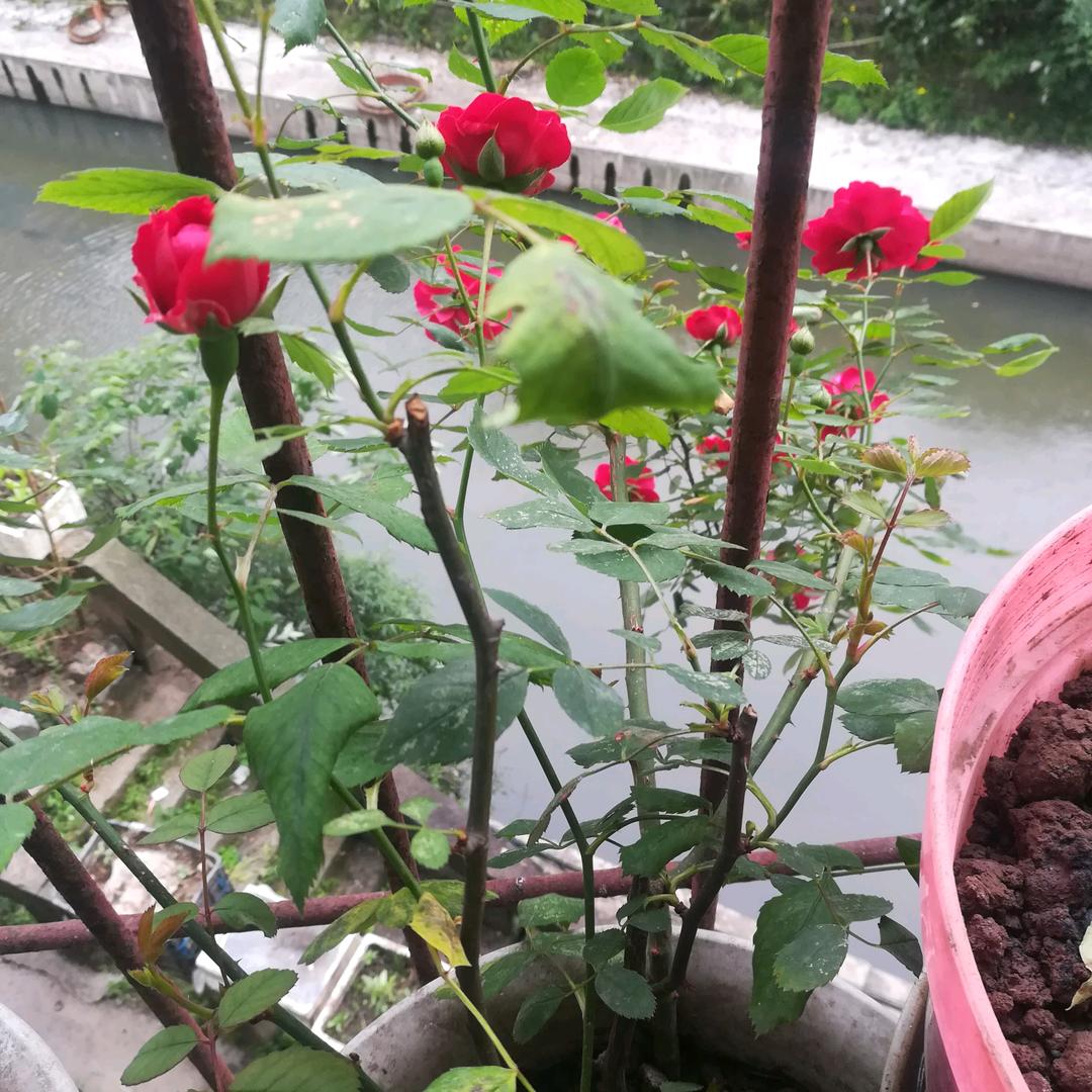 细千千