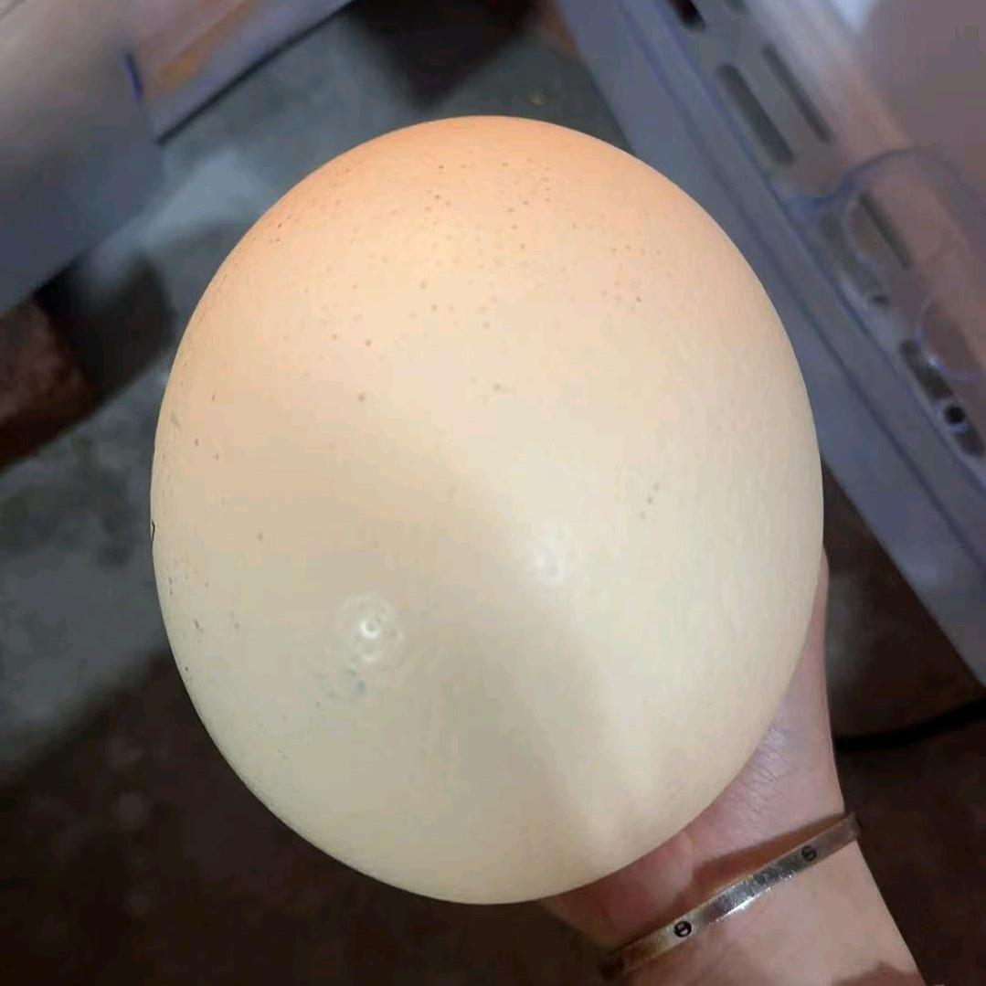 抖老六