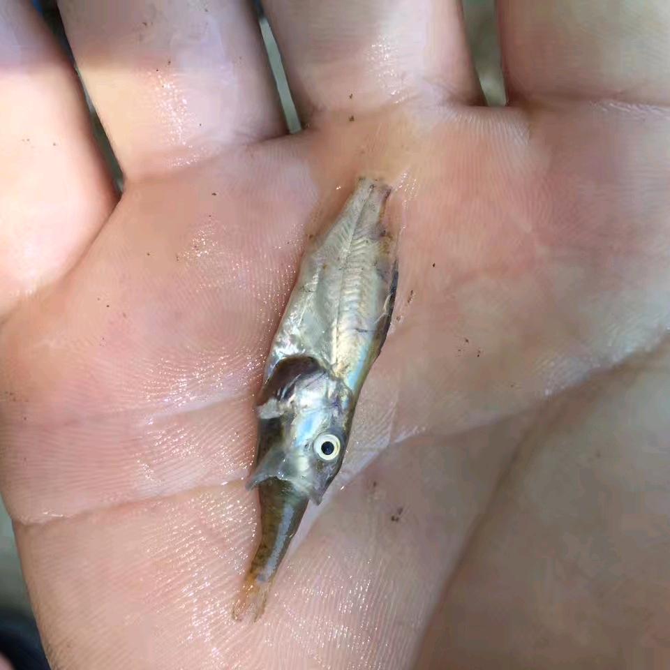 🦈 Ming。