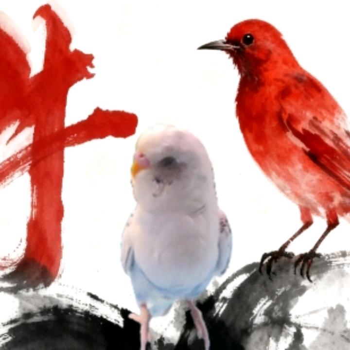 鸟猫