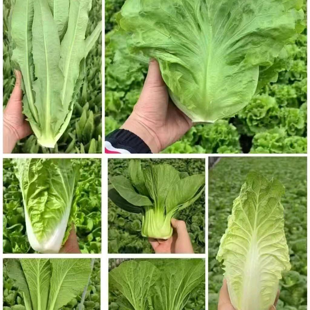 小杨很别致
