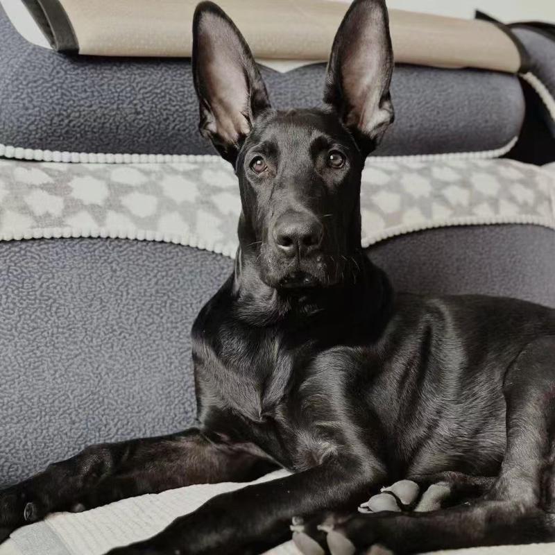 佳瑞犬业(墨界黑狼)