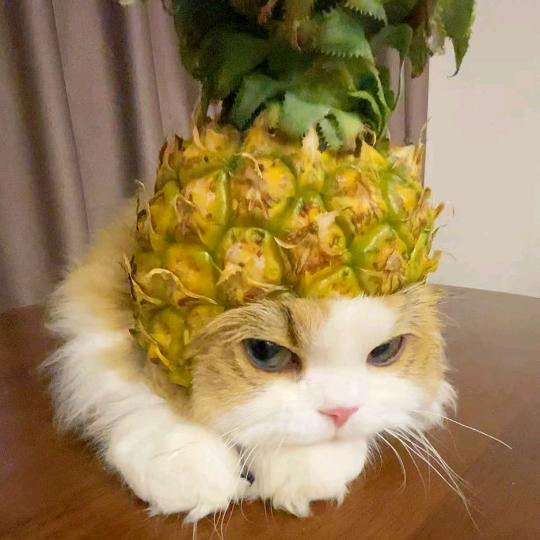 🍍🍍🍍