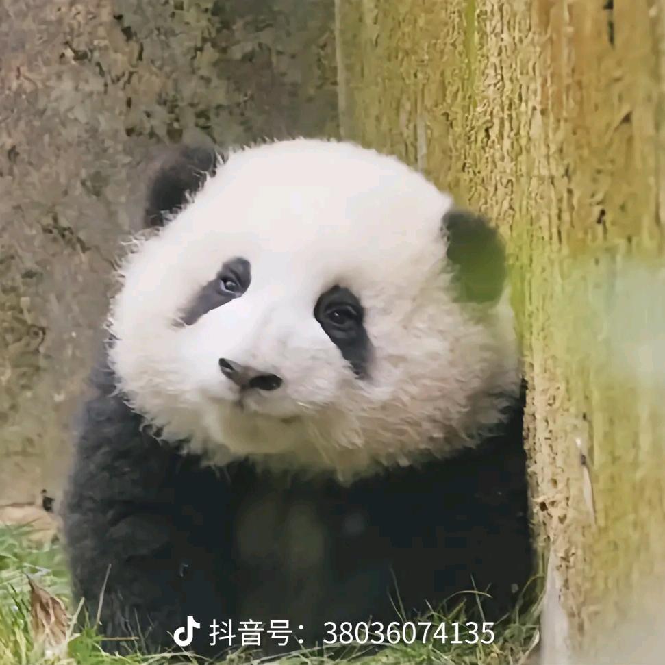 小猪