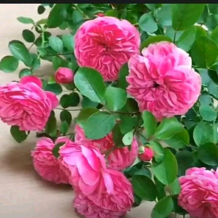 《🌸红艳🌸》
