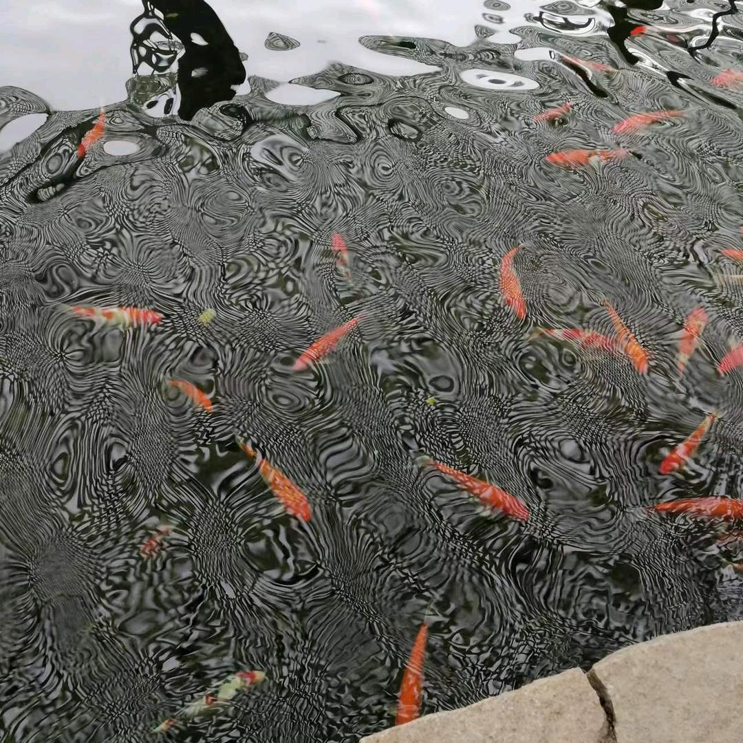 飞飞@