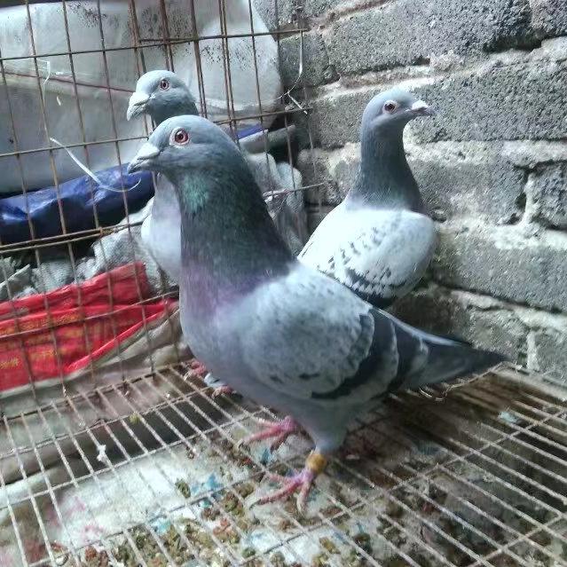 @龙在边缘