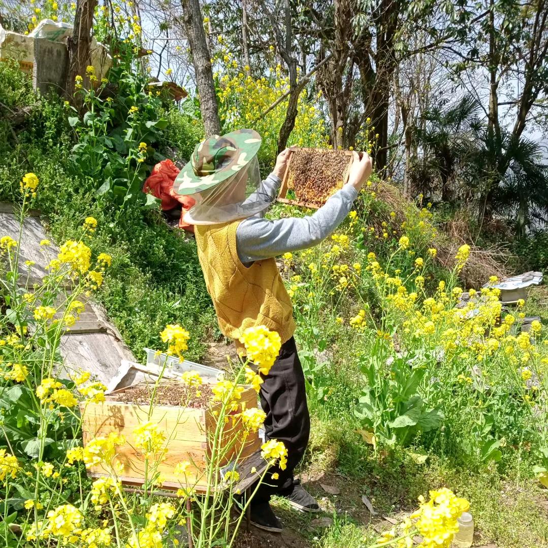 城口养蜂哥