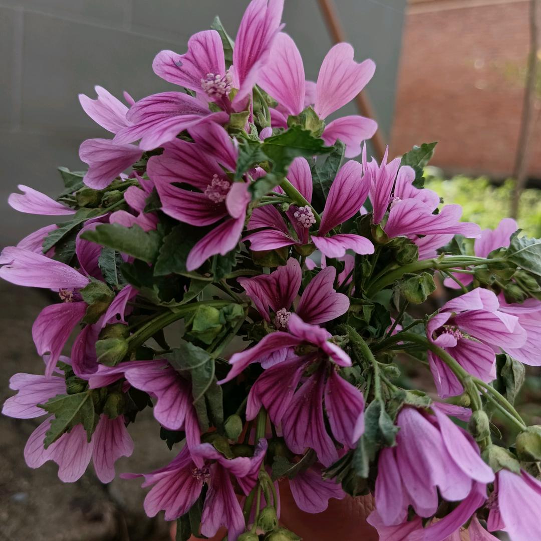 -ヤ烟雨夕阳ヤ、