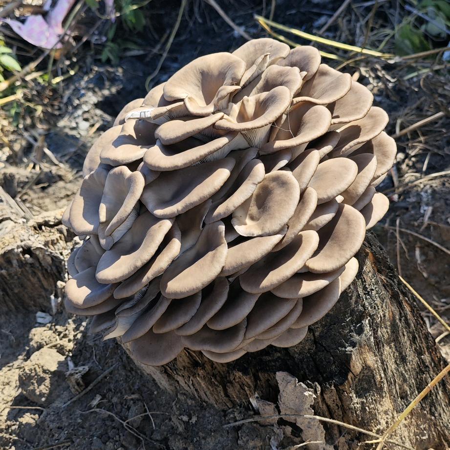 橙子
