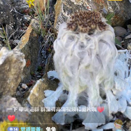 江南贰號