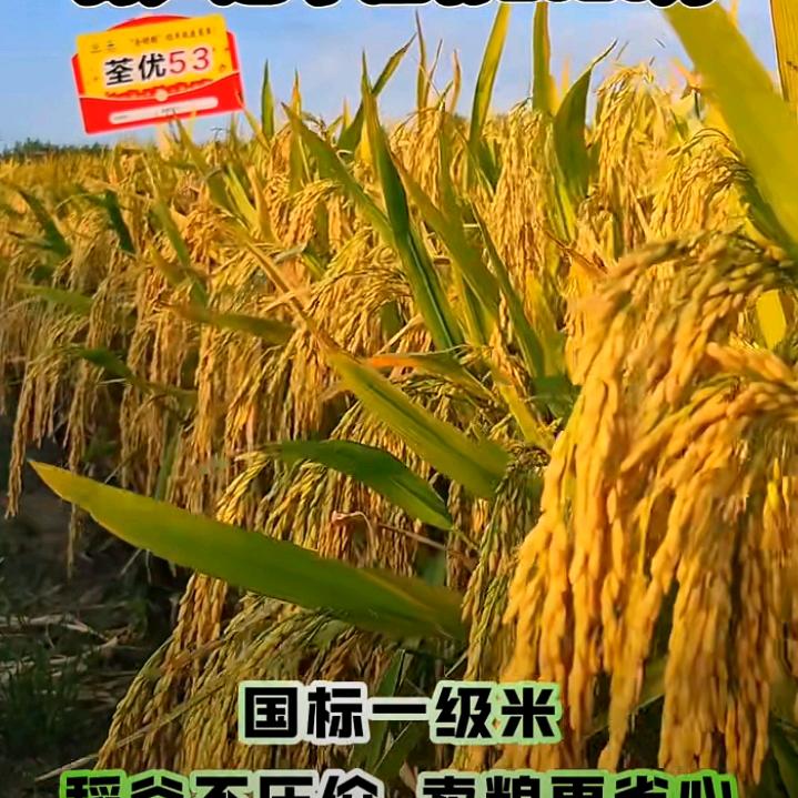 张哥