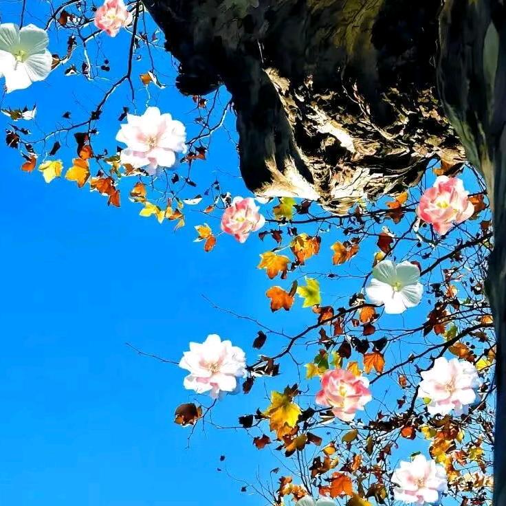 偷吃脆脆鲨