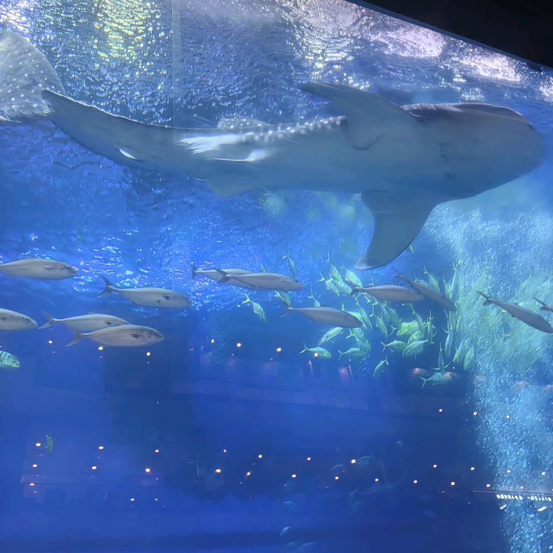 ᭄💖ღ小波꯭哥ꦿ᭄💖ღ