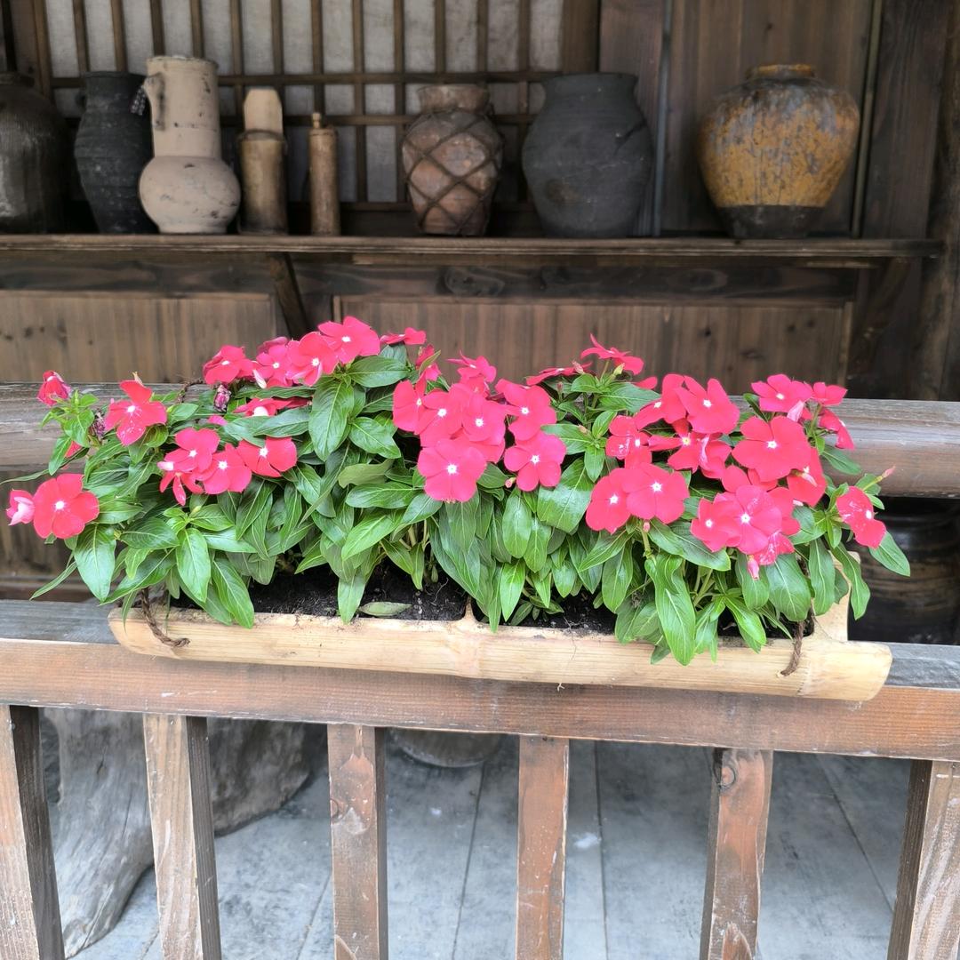 🌺❀