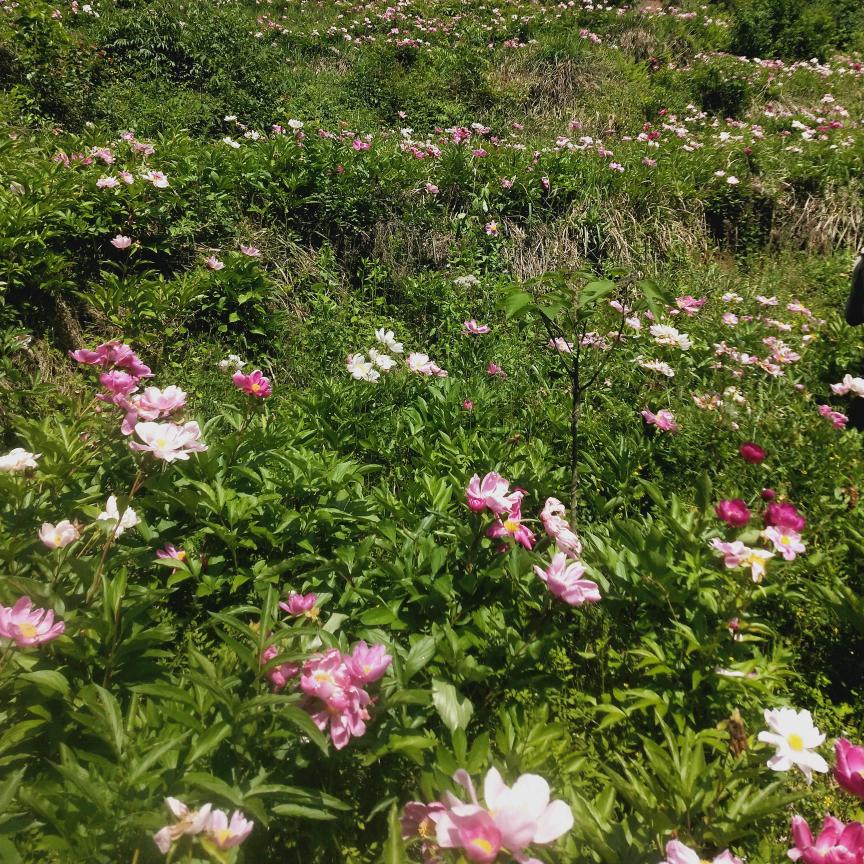 凉鞋的凉