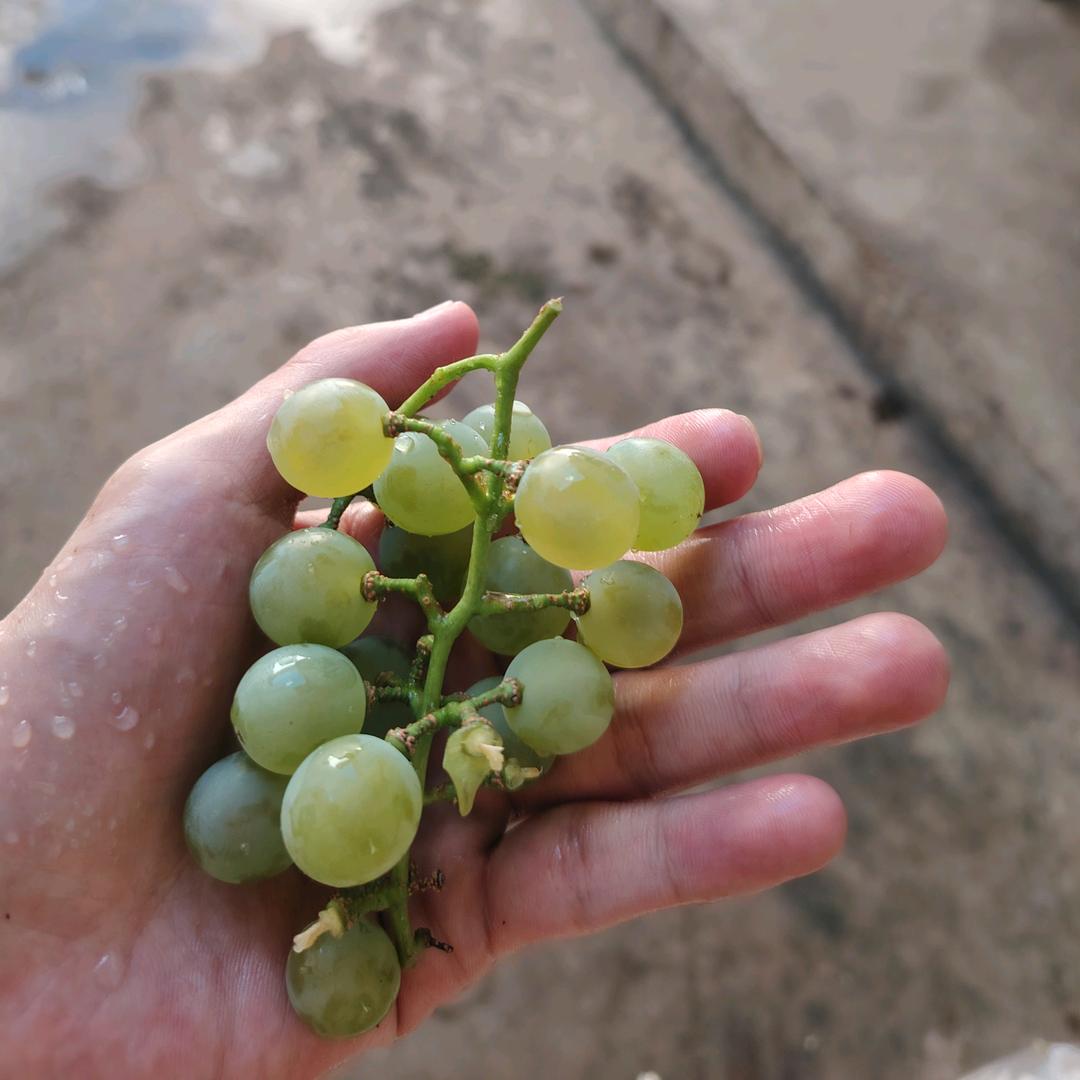 嗑瓜子嚼泡泡糖