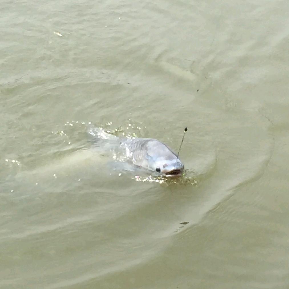 年年有🐠🐠🐠