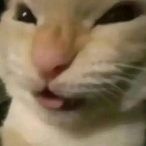 狗狗的屁股
