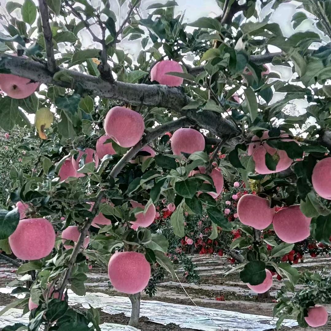 ღ᭄ꦿba訫藏好ᮨꦿꦁ࿐