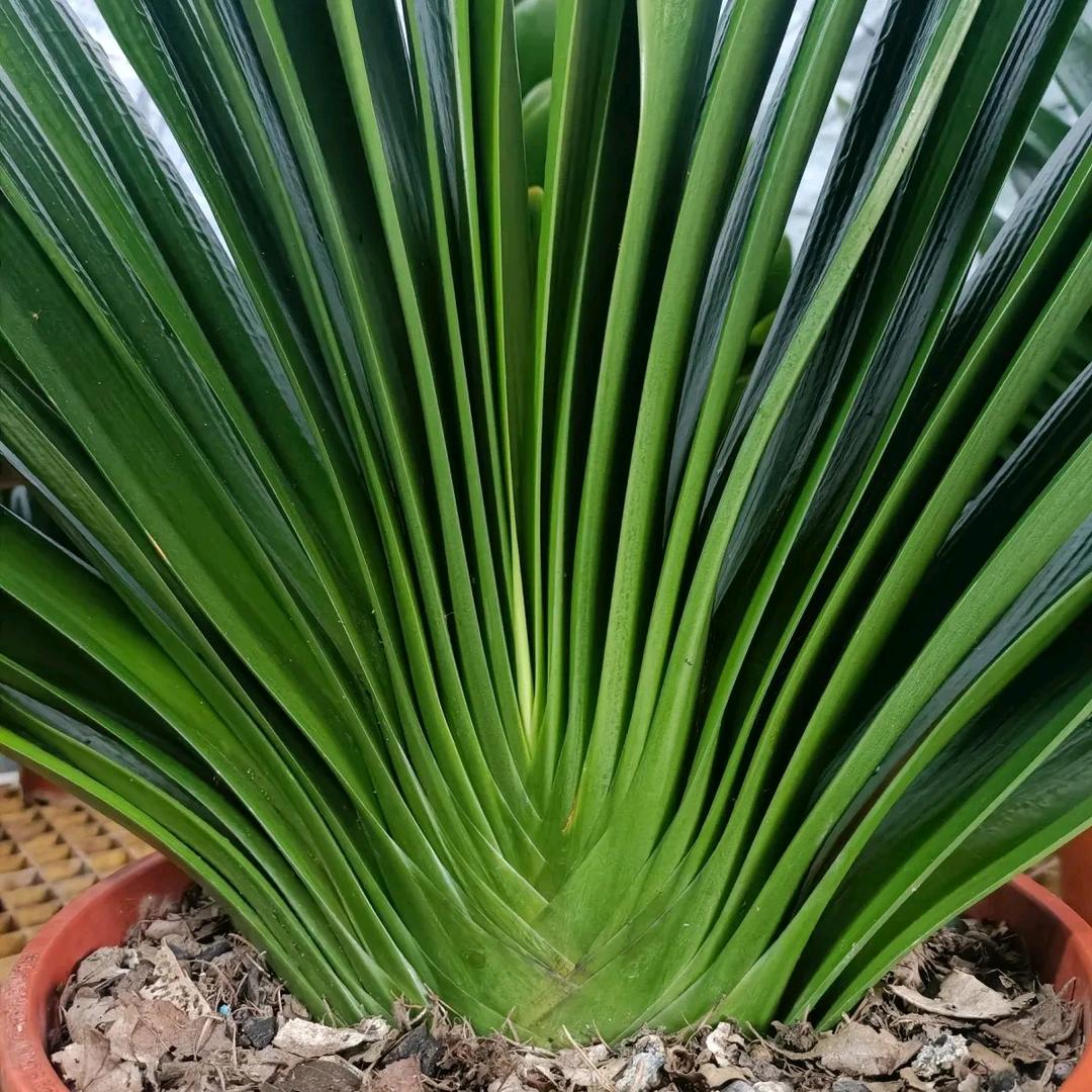 长春石榴精品君子兰苑