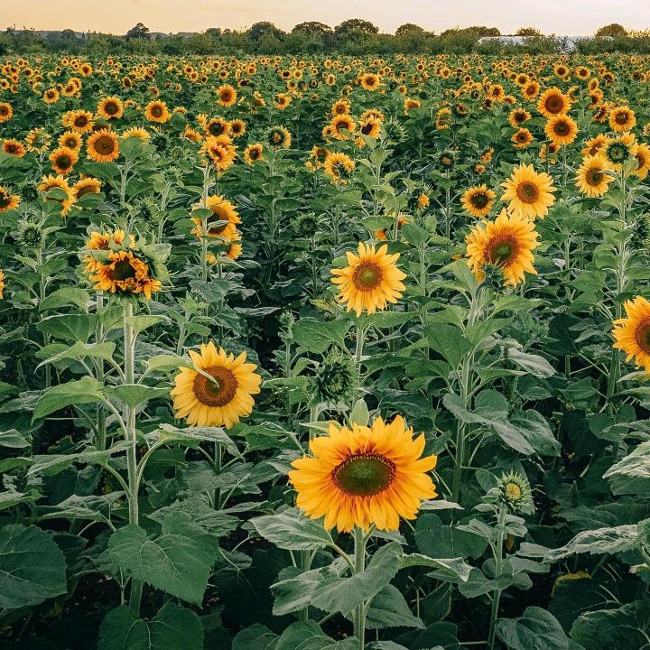 花海万里不及有你