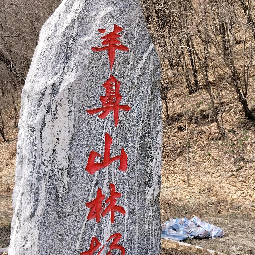 受伤的狼
