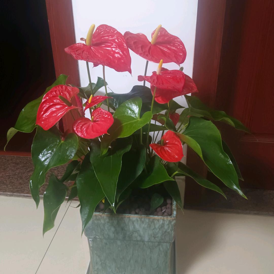 鸿運當頭