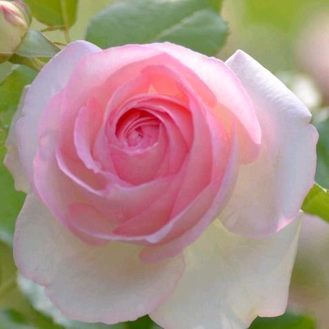 吉祥三宝🌸🌻