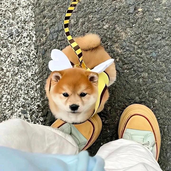 每天都在困