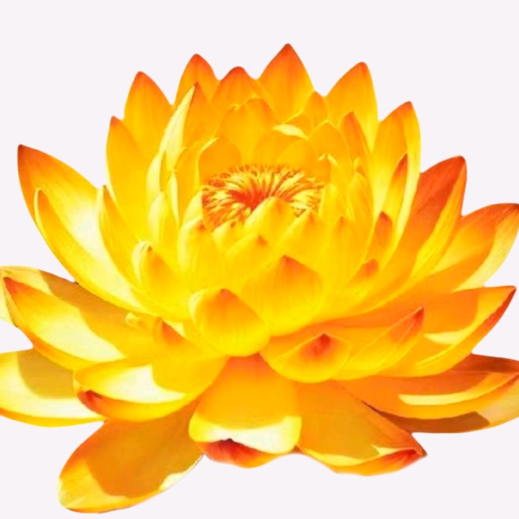 静安舒