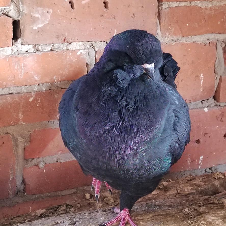 南阳米爸v中国元宝鸽